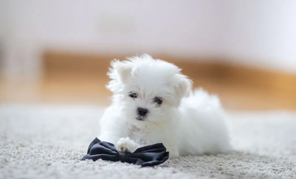 Maltese Puppy Development Stages: The Complete Guide to Raising Your Furry Friend from Puppyhood to Adulthood