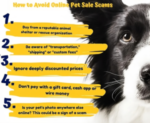 tips to avoid being scammed when buying a new puppy