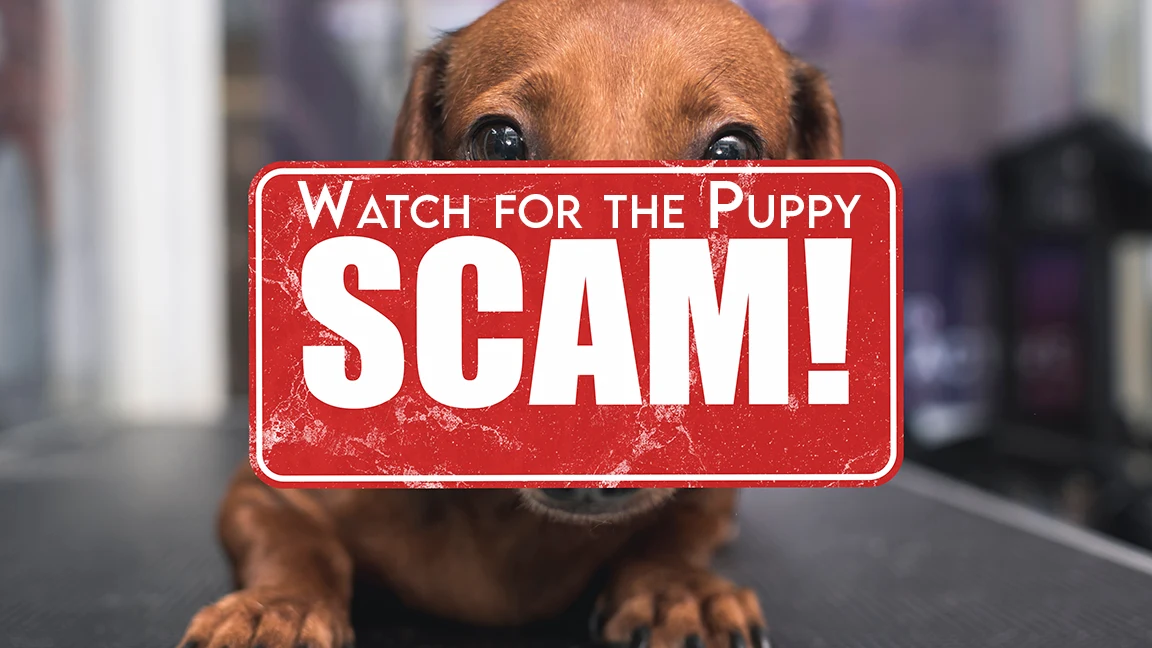 Fraud in the Puppy Breeding Business: How to Protect Yourself from Scams and Fake Breeders