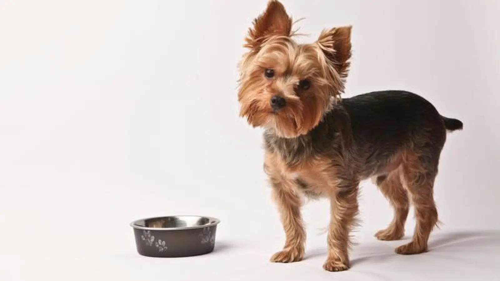 dangerous food for dogs to eat. Yorkie looking sideways at food bowl