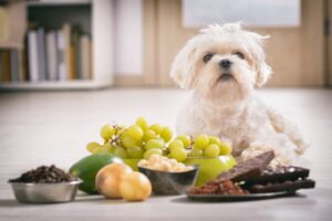 dangerous food for dogs to eat. Maltese in front of toxic food