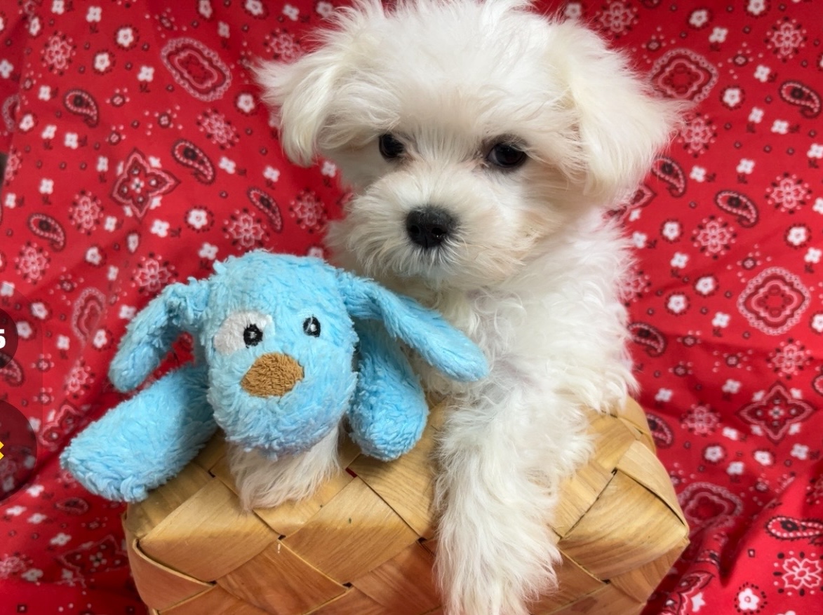 Male & Female – Maltese