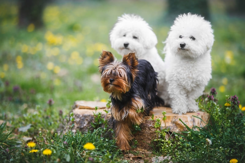 Three small breed puppies playing