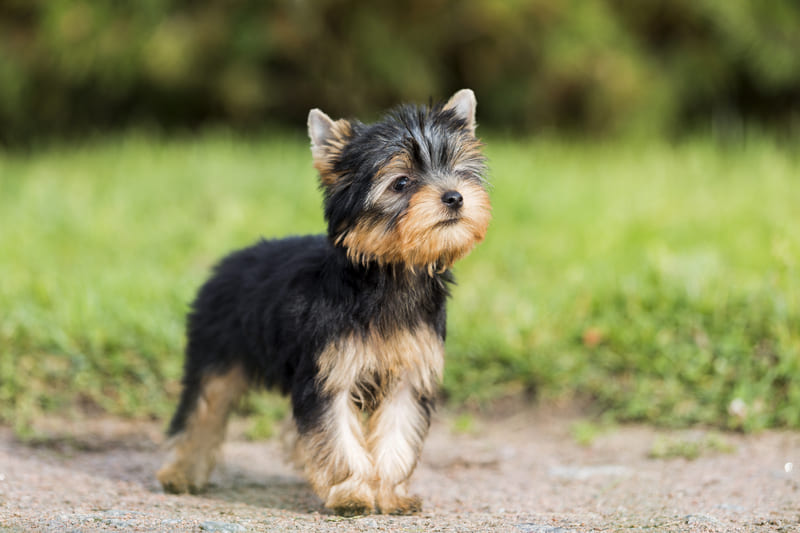 A yorkie puppy stitting on the ground