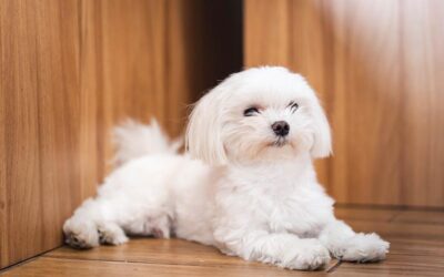 Small Breed Secrets: Expert Care Tips for Maltese, Yorkies, Shih Tzus, and Poodles