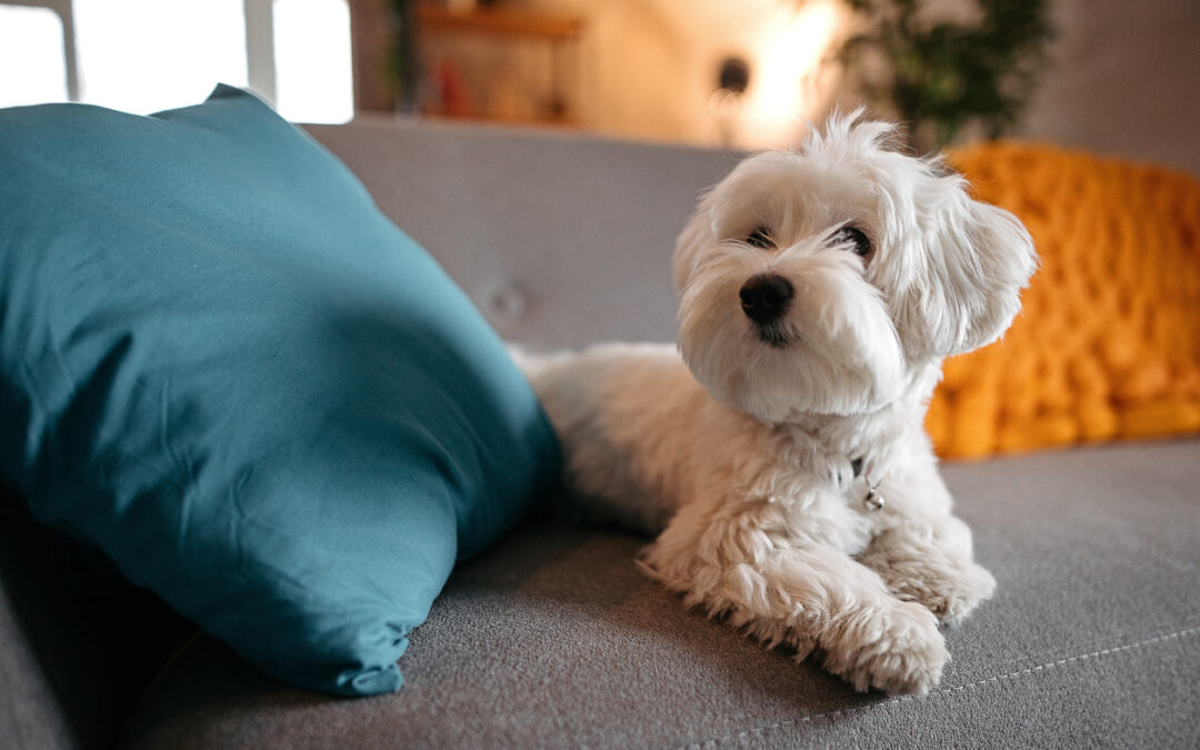 Perfect apartment dog