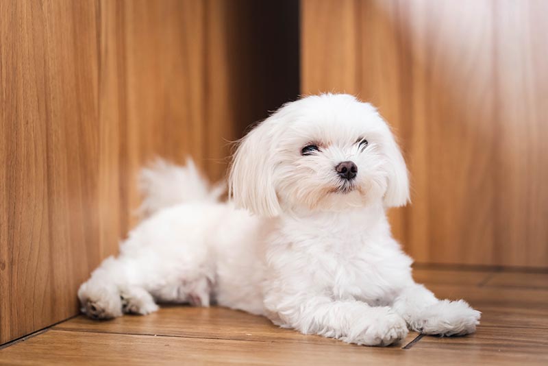 Small Breed Dog Care (Maltese, Yorkie, Shih Tzu, Poodle)