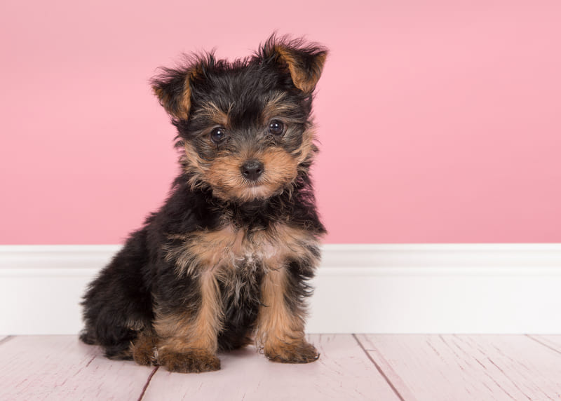 A yorkie puppy stitting on the ground