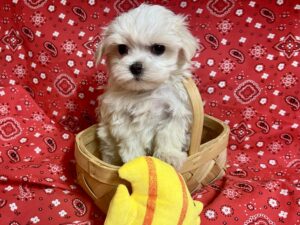 maltese puppies for sale in texas.