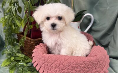 Adorable Maltese Puppies for Sale in Dallas, Texas – Meet Clara, Blanca & Dee!