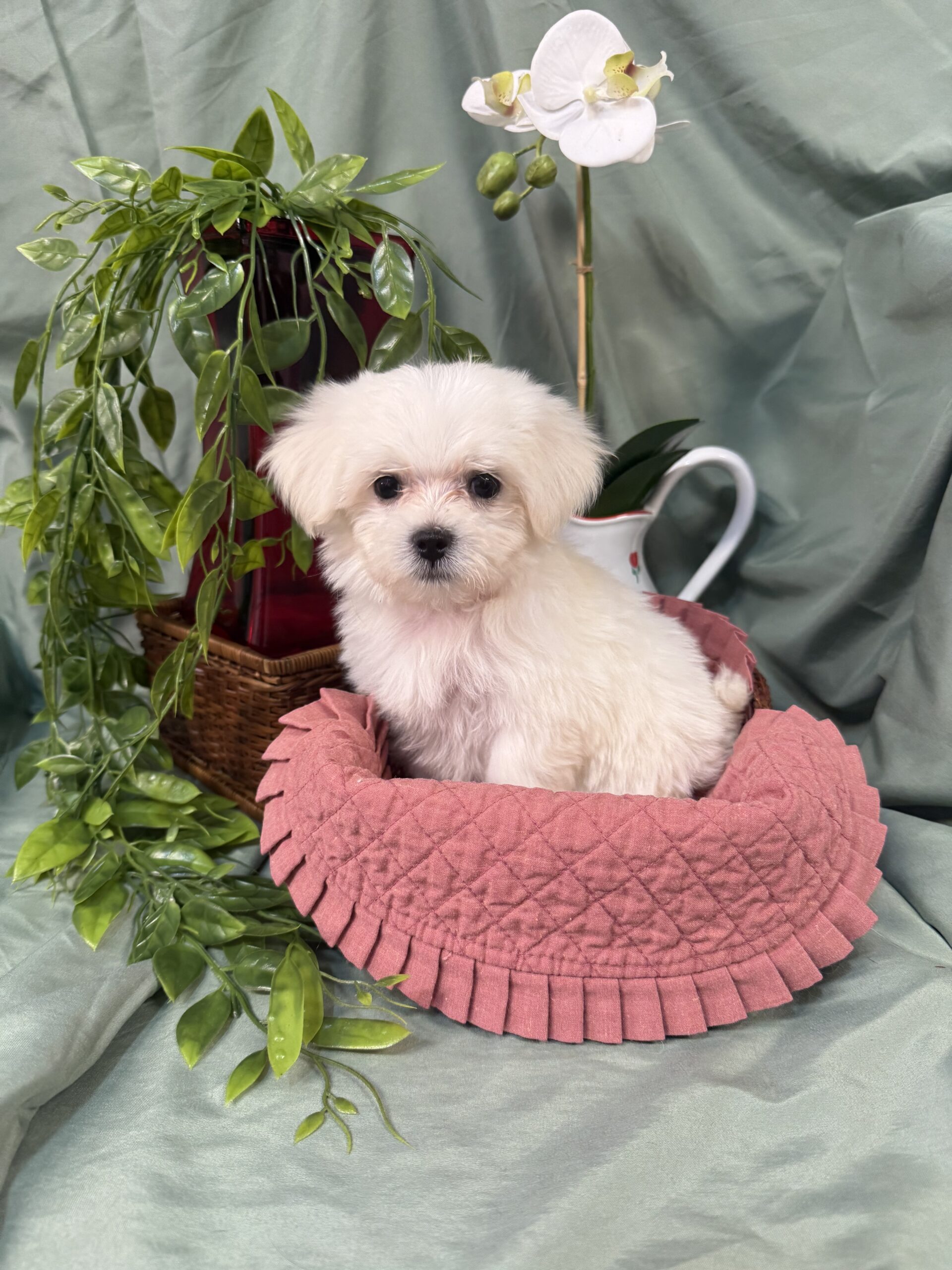 Maltese Puppies for Sale in Dallas, TX