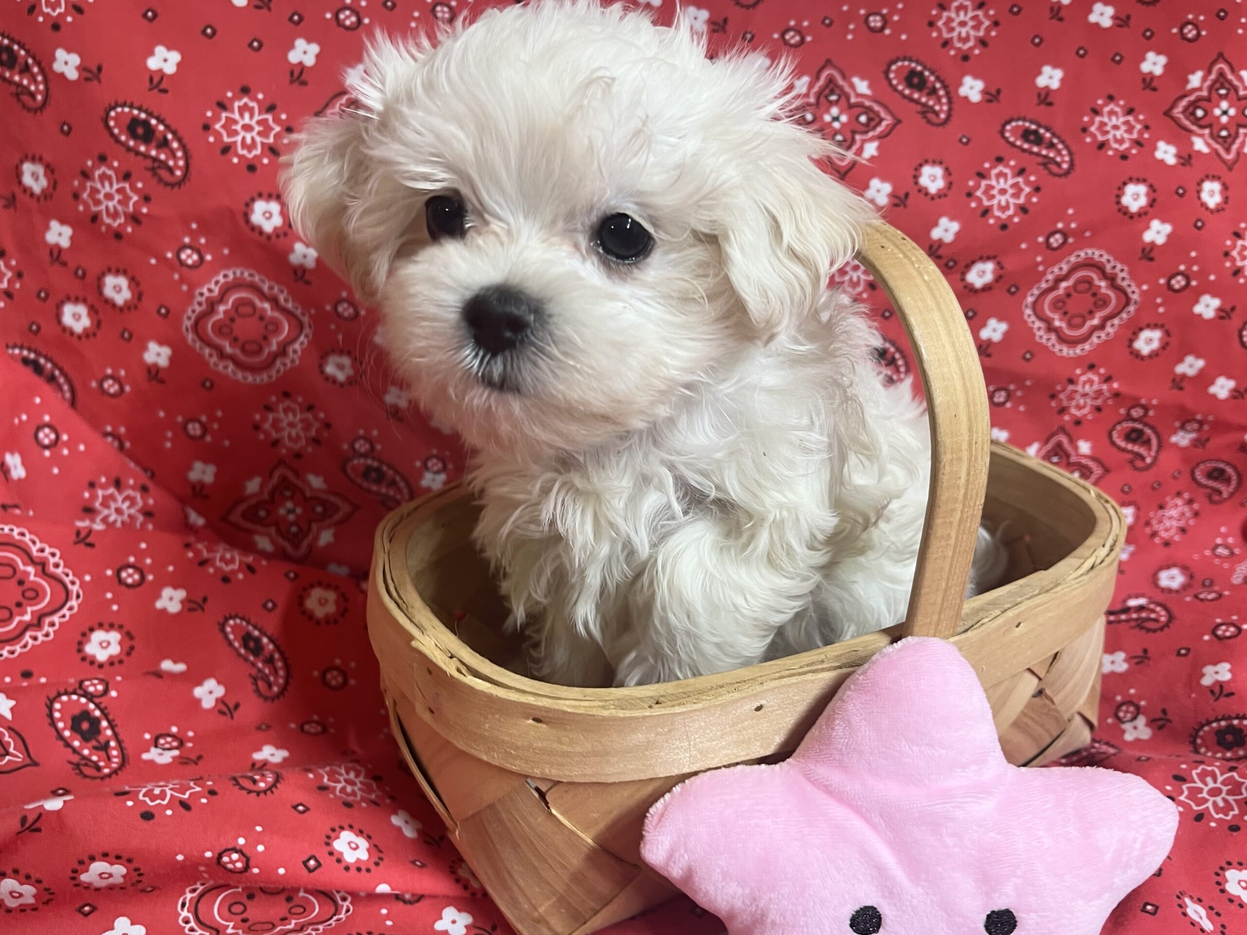 Willow – Maltese