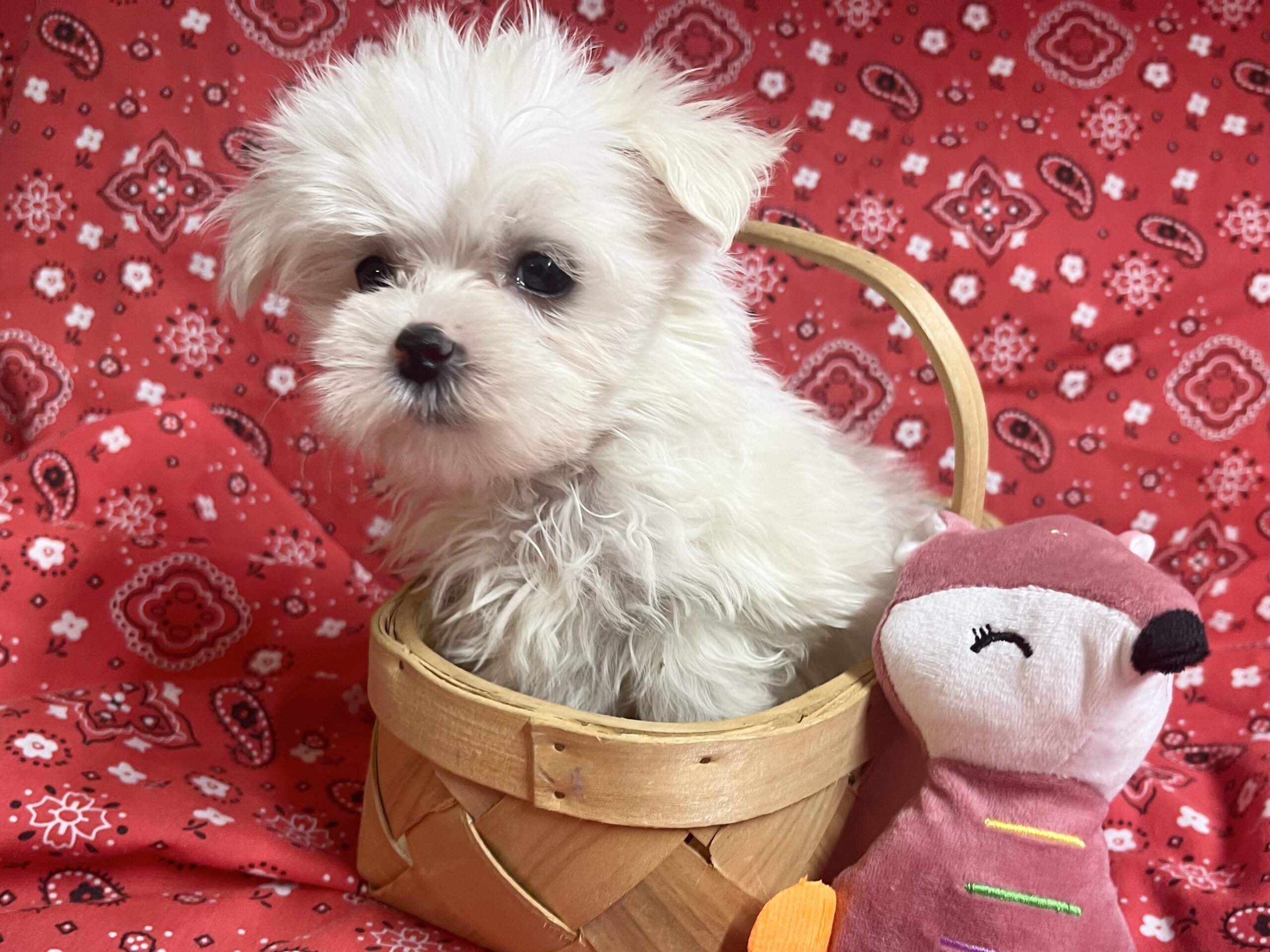 Sugar – Maltese