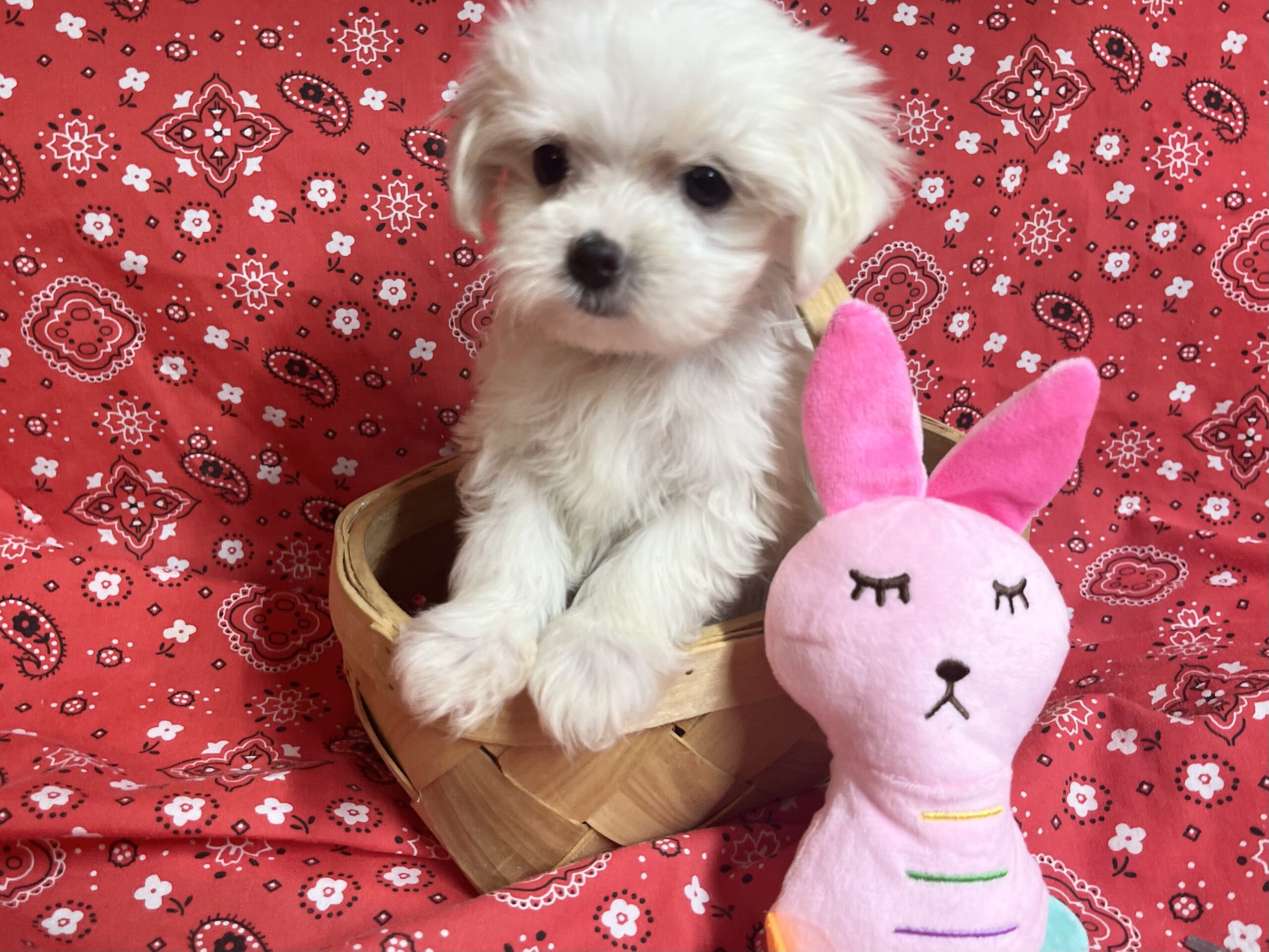 Aspen – Maltese