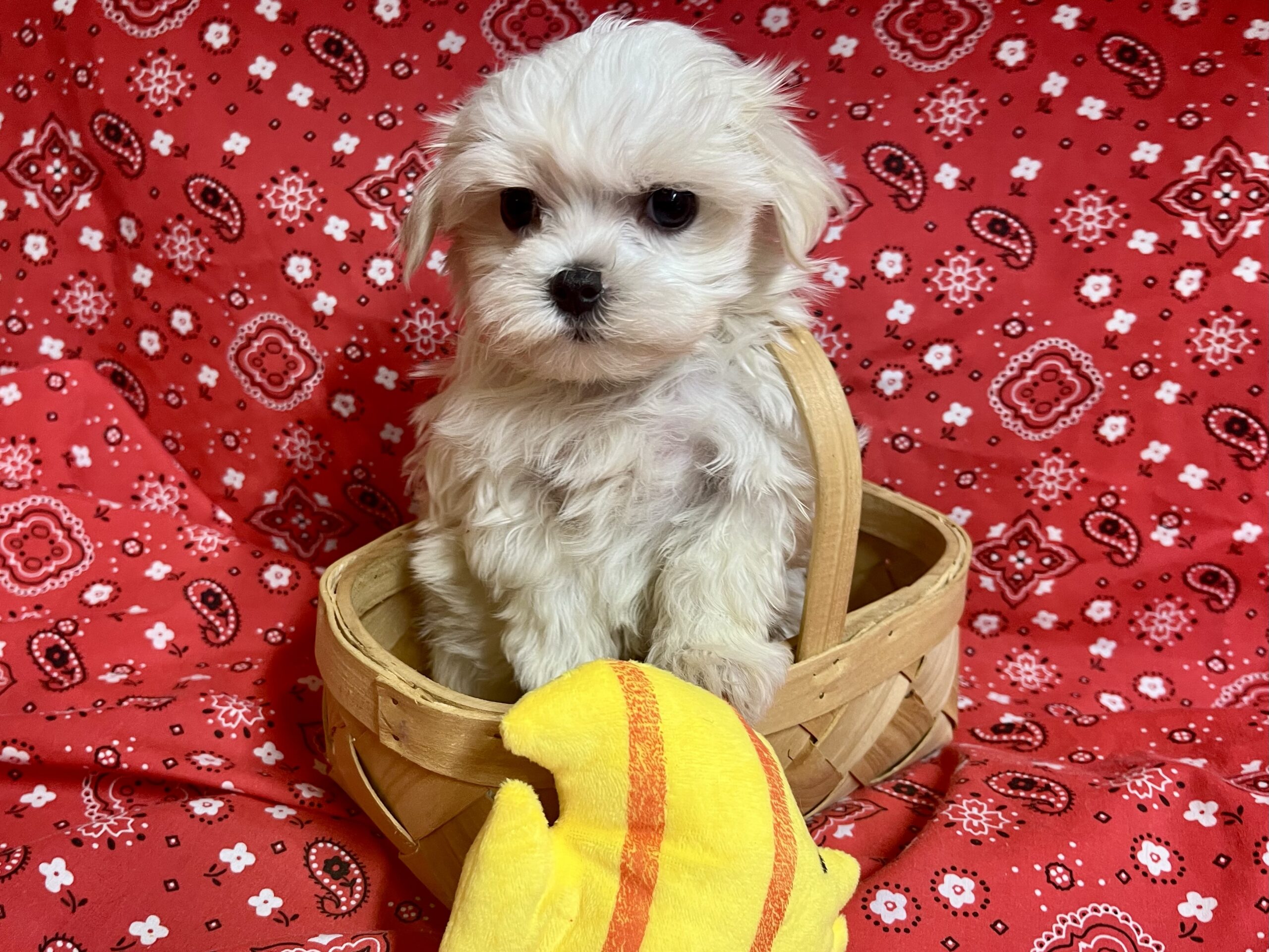 Brie – Maltese