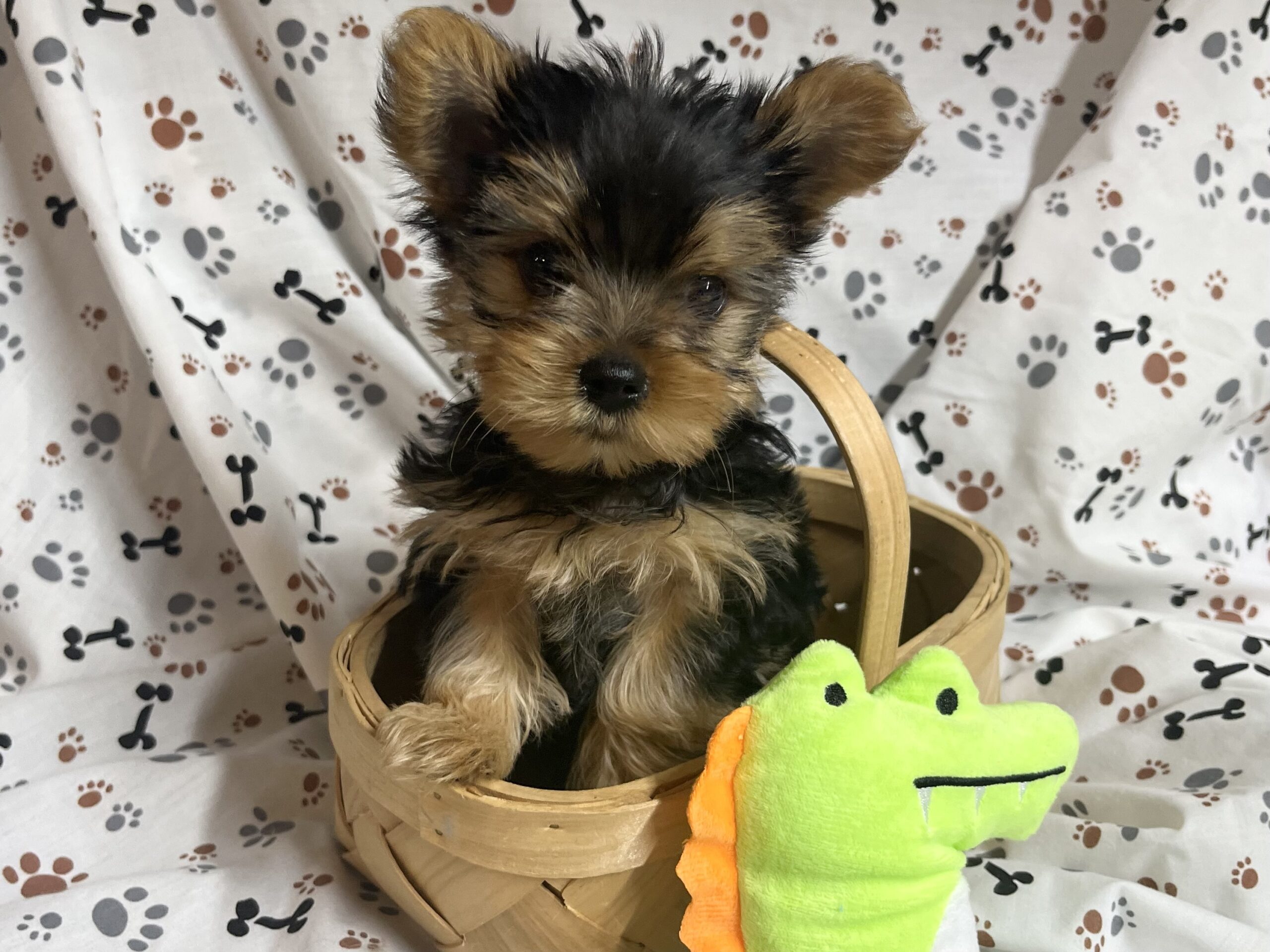 Rowdy – Yorkie