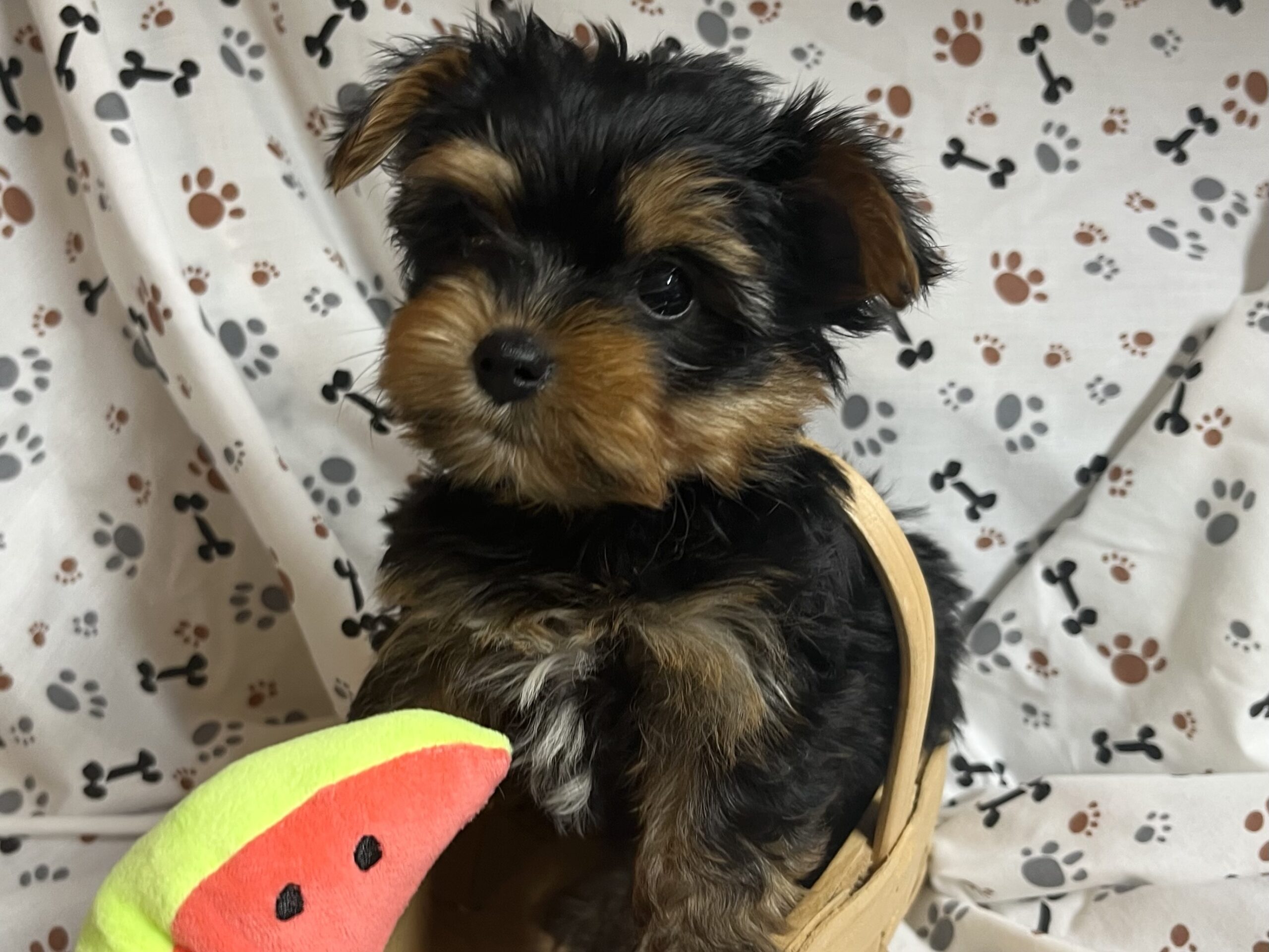 Layla – Yorkie