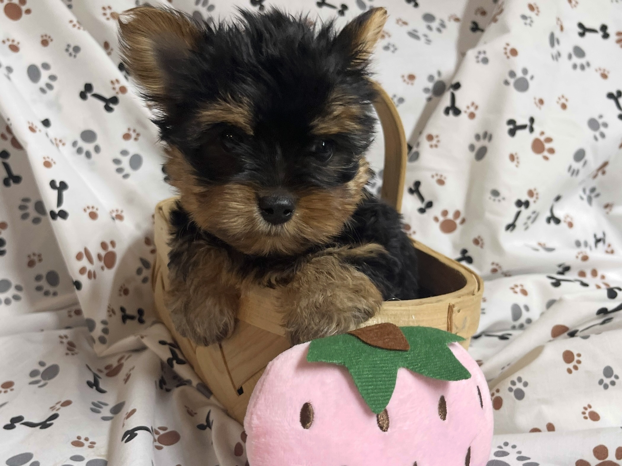 Chica – Yorkie