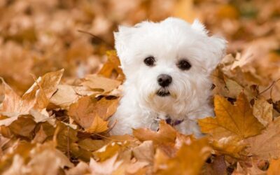 Exciting News from Prettiest Puppies: New Litter of Maltese and Yorkies Now Available!