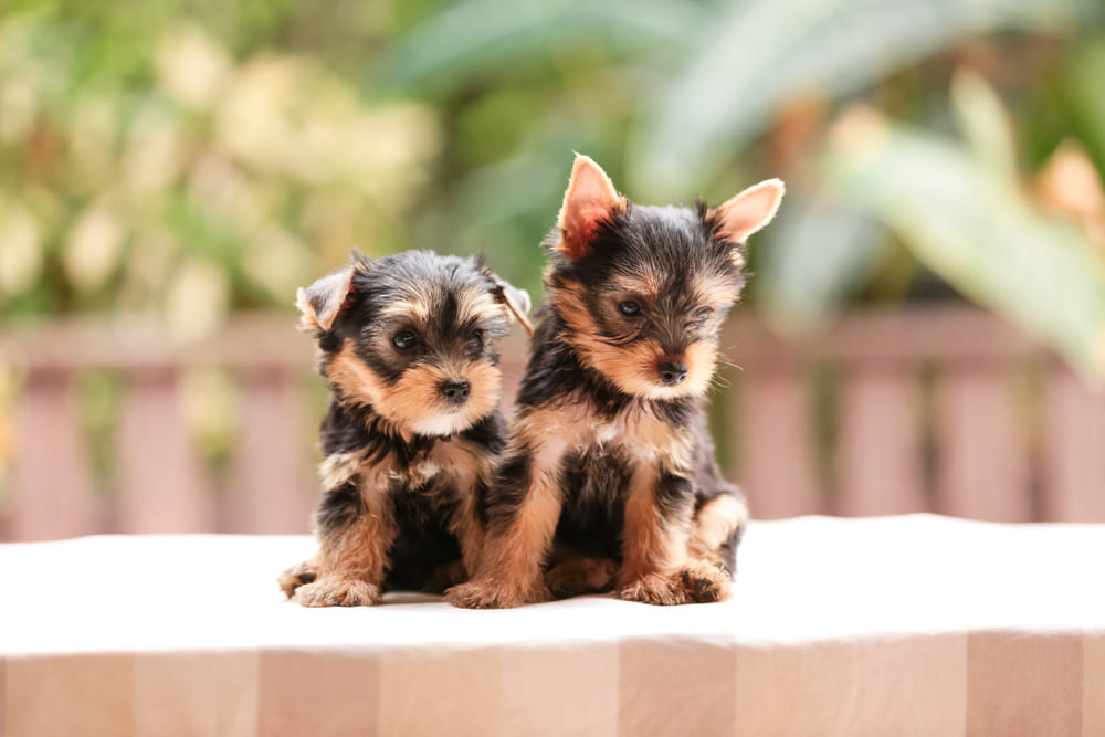 Yorkie puppies available in Austin Texas