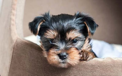 Dallas Puppy Health Checklist: Setting Your Yorkie Up for Success