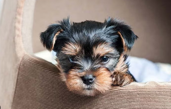 Dallas Yorkie Puppy Care