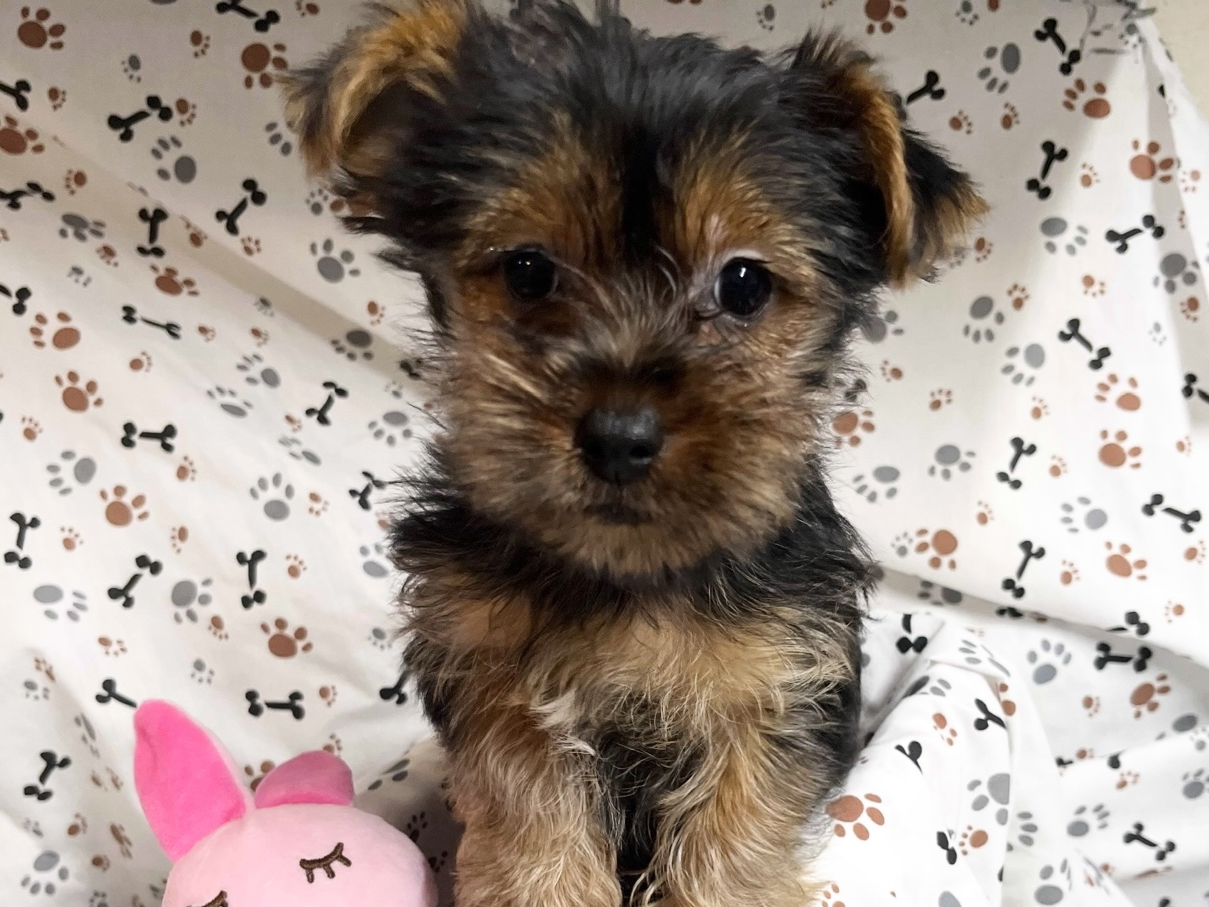 CoCo –  Yorkie