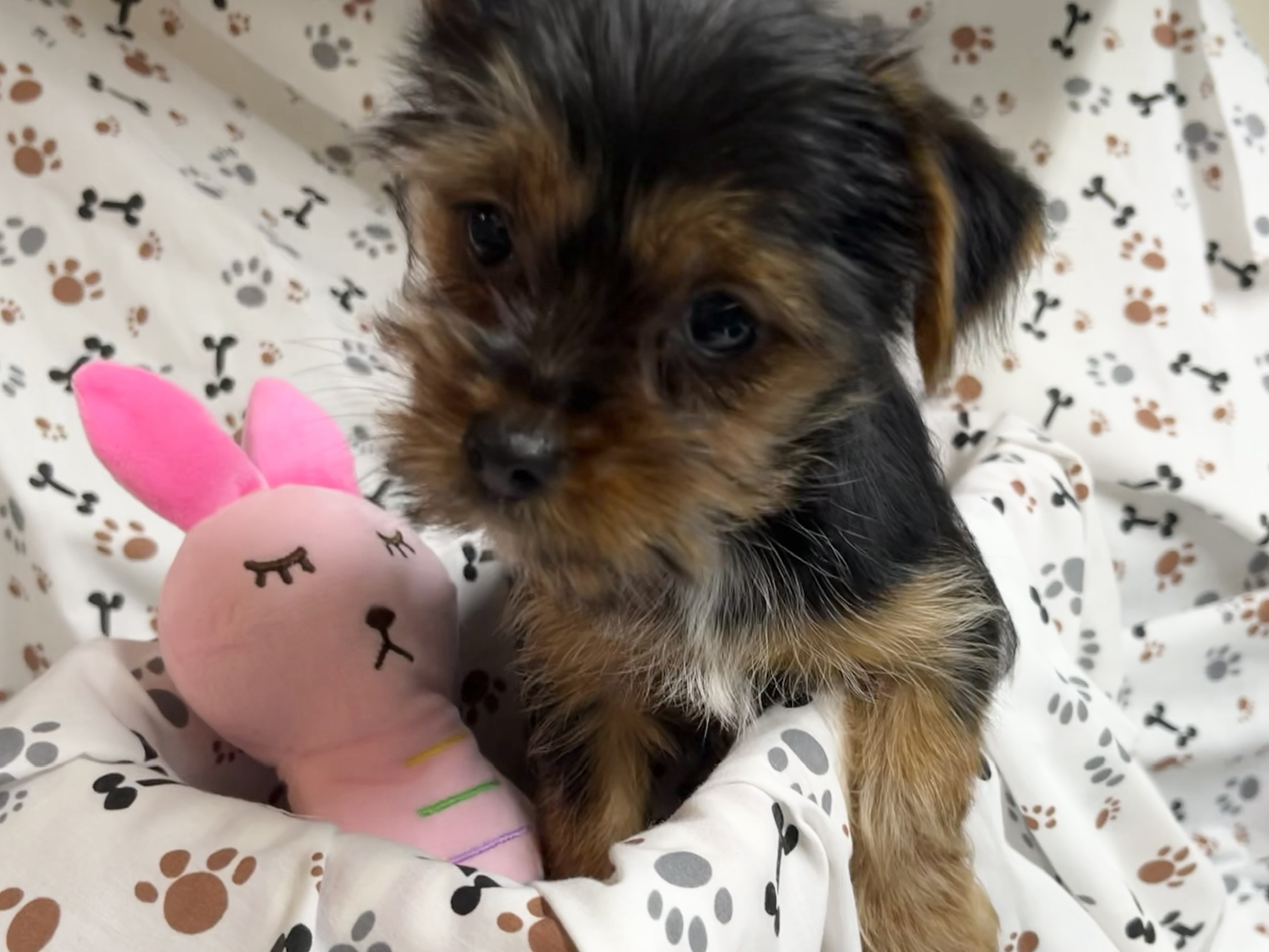 Marcie – Yorkie