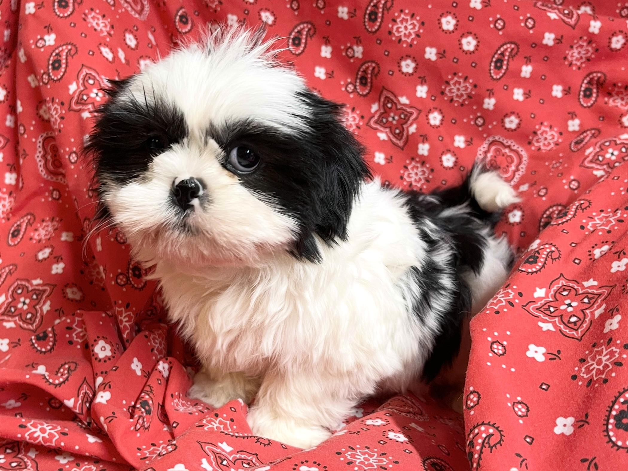 Oreo – Shih Tzu