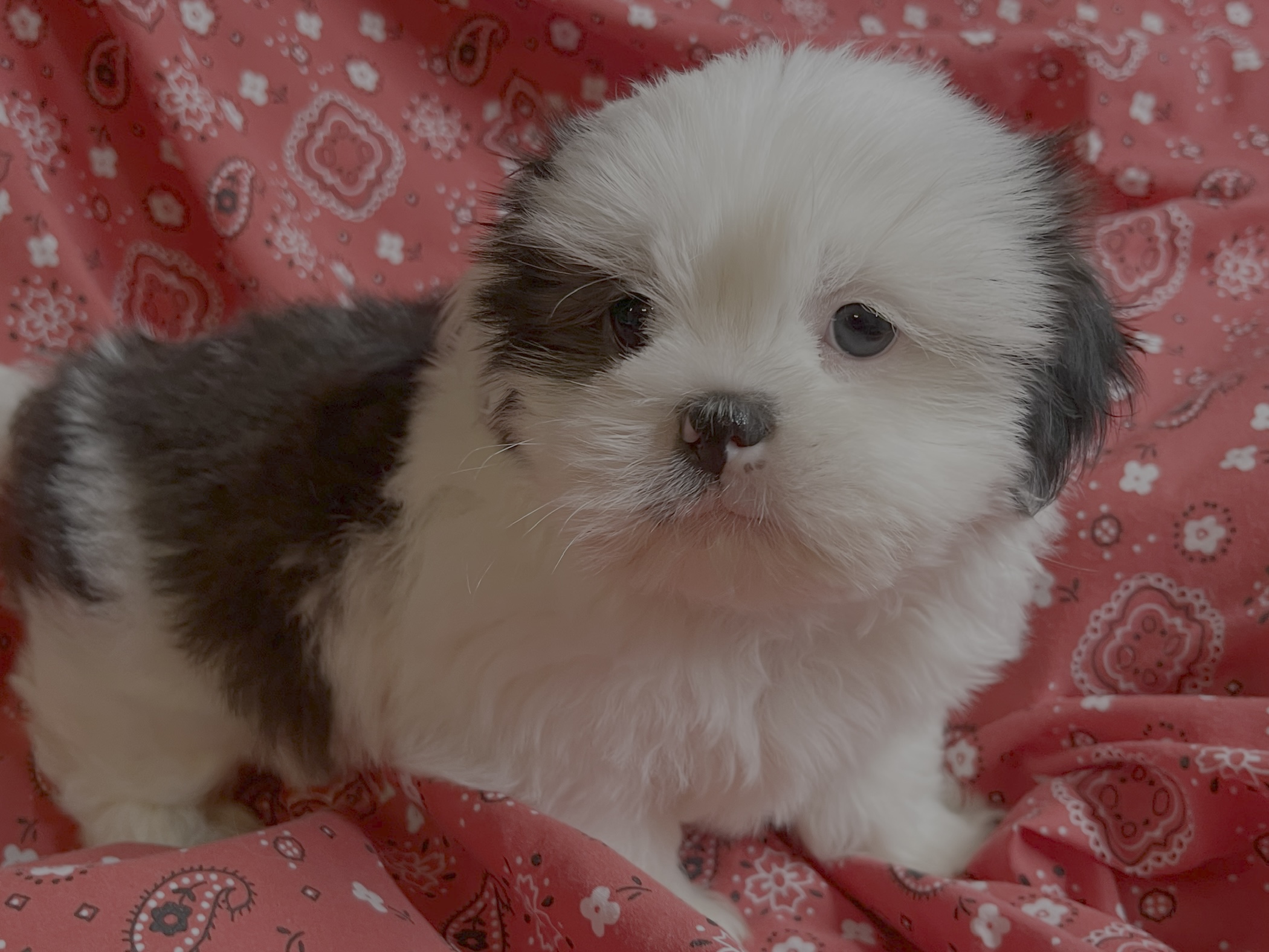 Cosmo – Shih Tzu