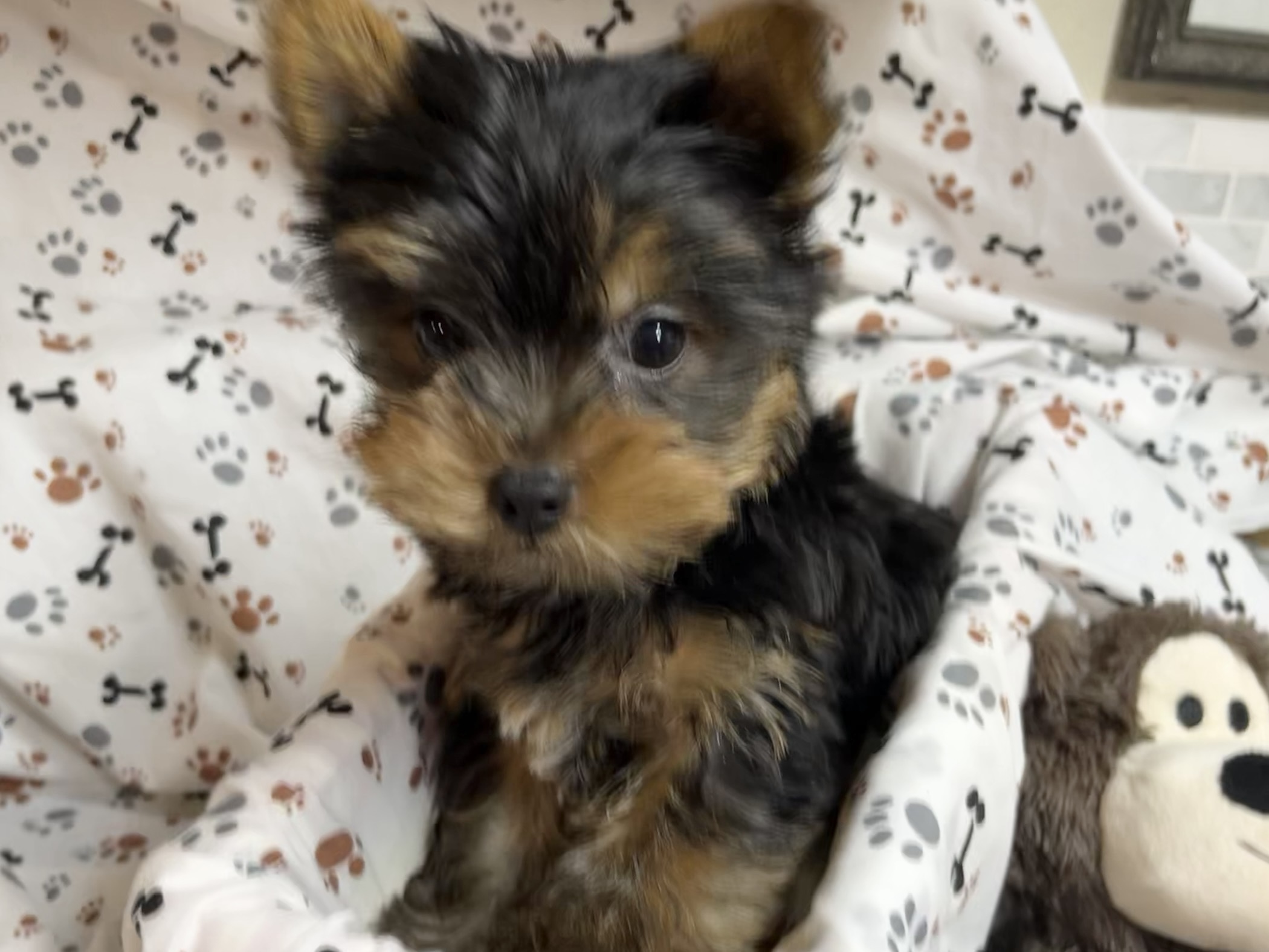 Romeo – Yorkie