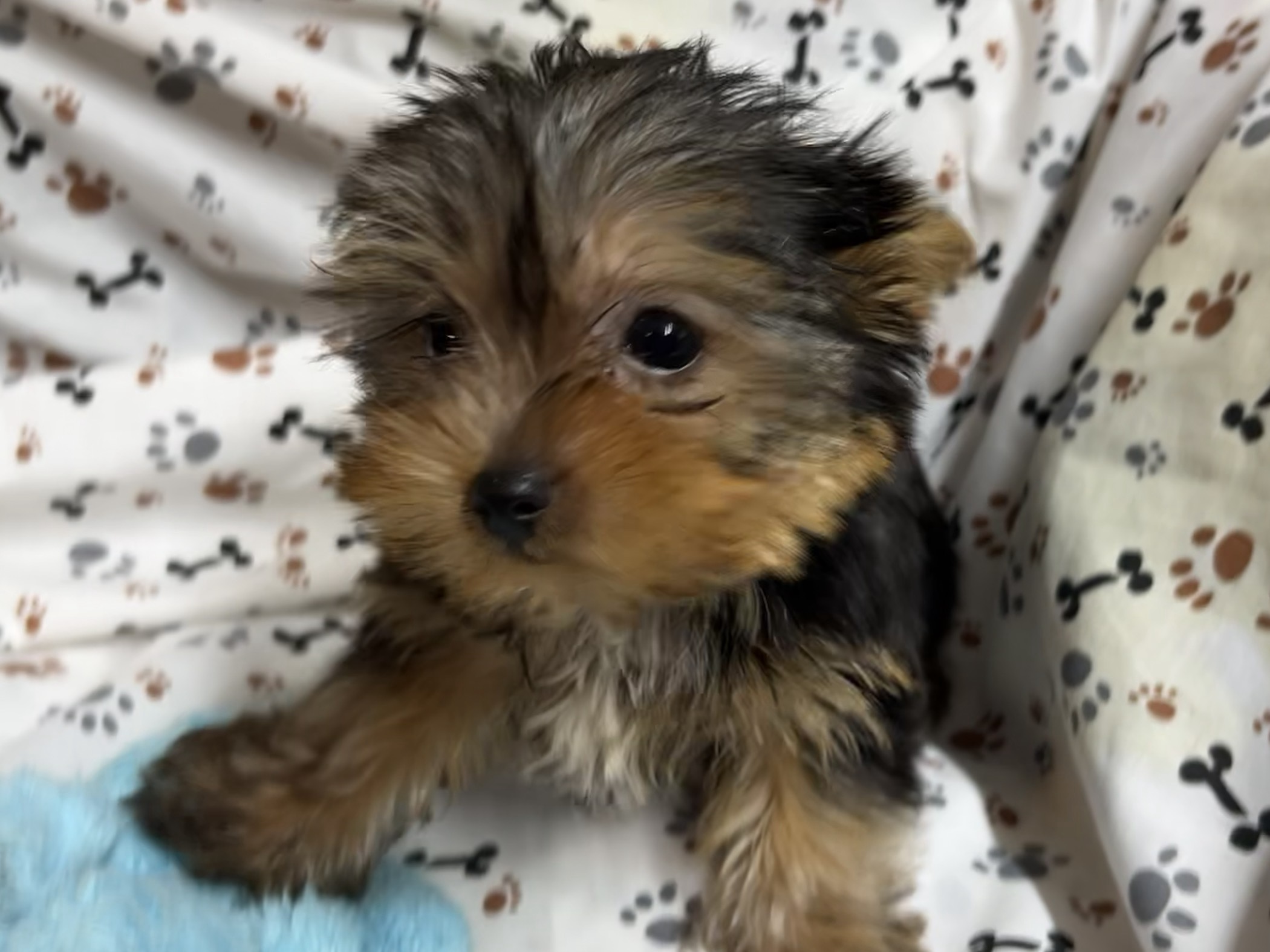 Valentino – Yorkie