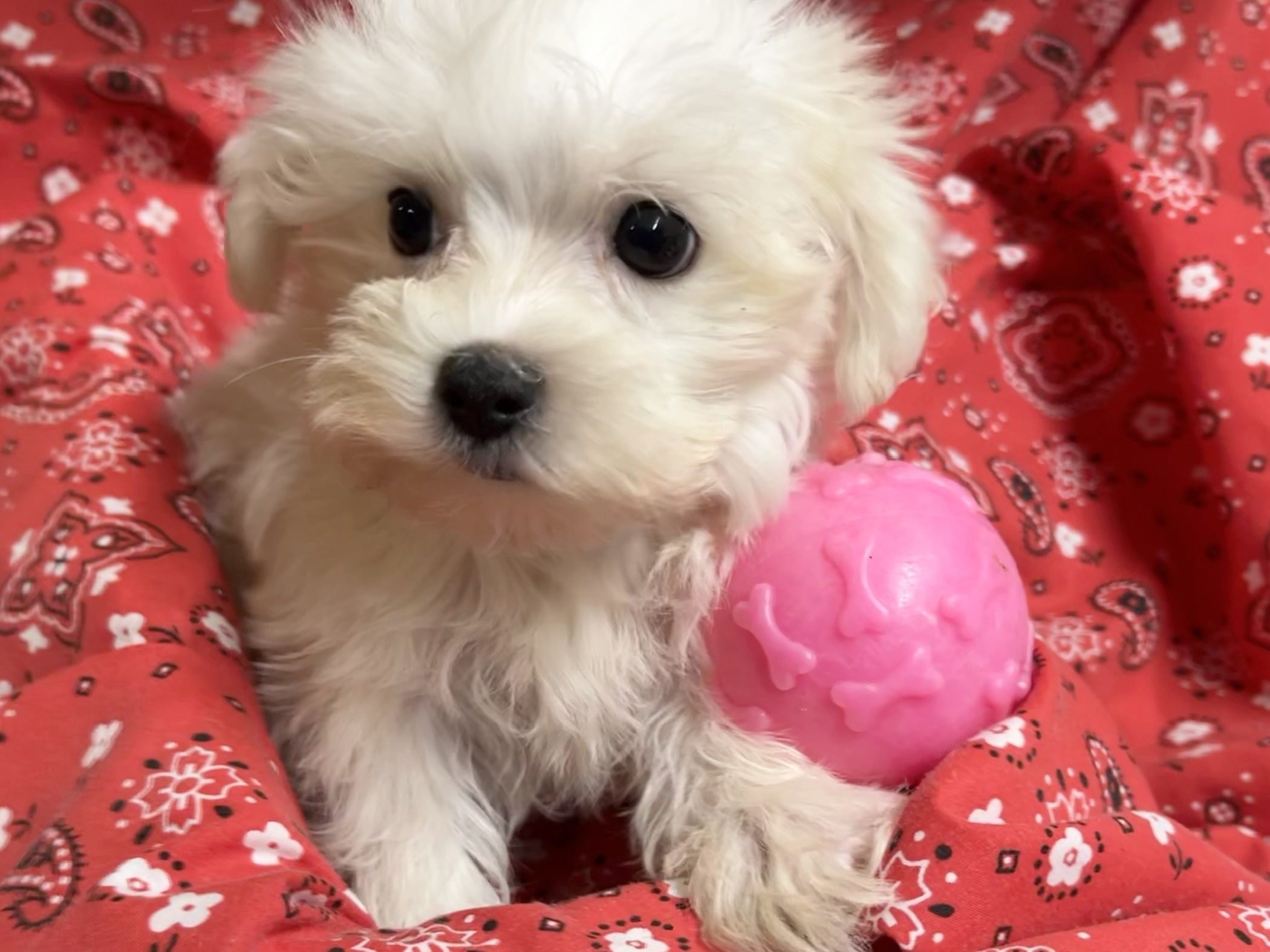 Sweetie – Maltese