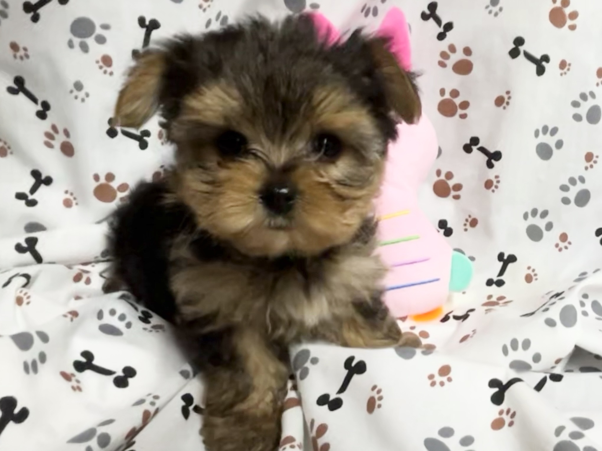 Spunky – Teacup Yorkie