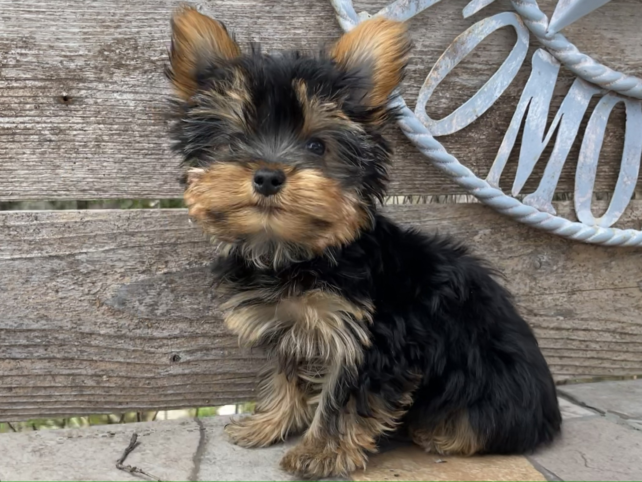 Chica – Teacup Yorkie