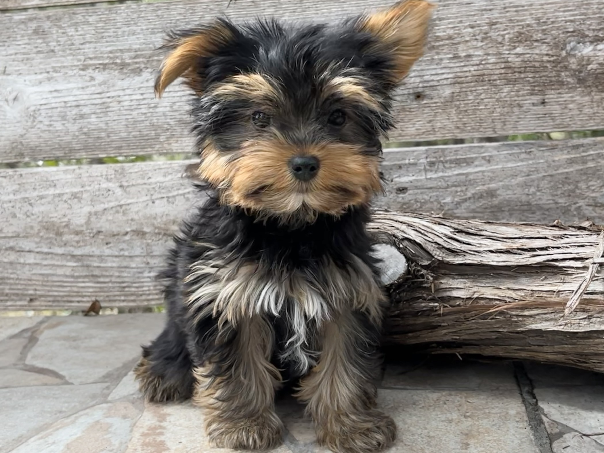 Layla – Yorkie