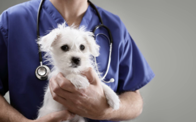 The Ultimate Guide to Getting Your Puppy Vaccinated in Austin, Texas