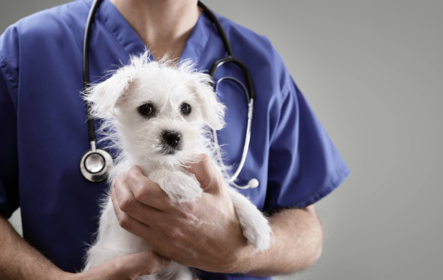 Puppy Vaccinations in Austin, Texas