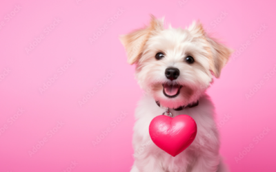 Valentine’s Day in Austin, TX: Find the Perfect Puppy to Complete Your Love Story