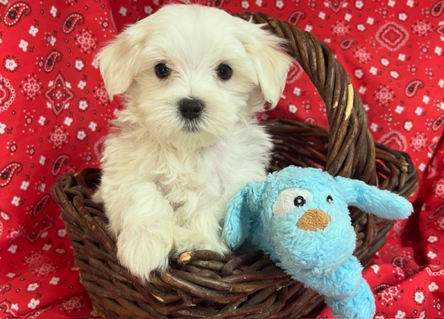 Bailey – Maltese