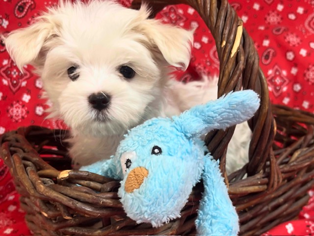 Casper – Maltese