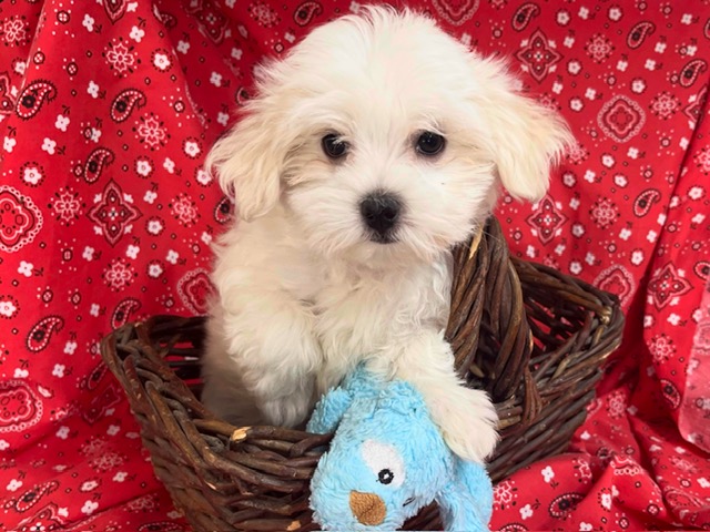 Sonny – Maltese