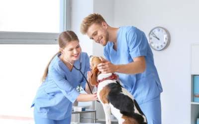 Discovering the Best Vets in Dallas Texas: Your Comprehensive Pet Care Guide