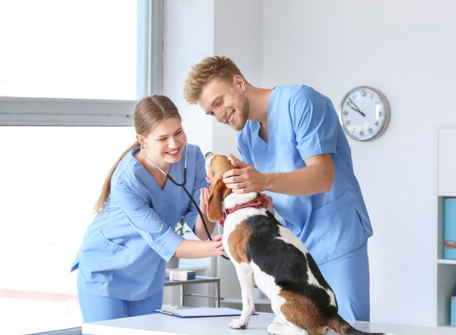 best vets in Dallas Texas