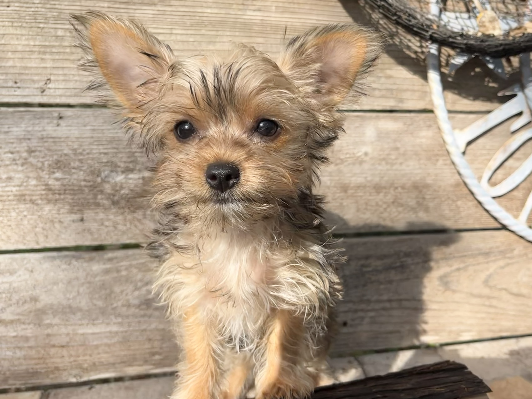 Peanut – Golden Yorkie