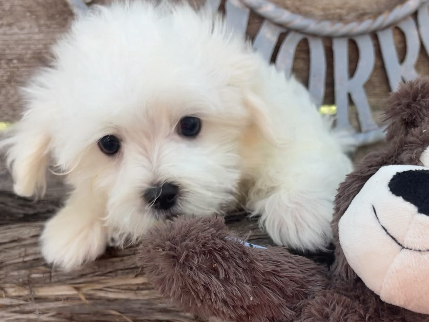 Buddy – Maltese