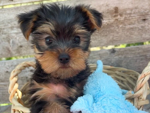 Buster – Yorkie