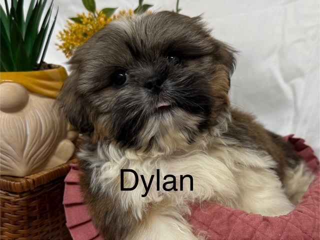 Dylan- Shih Tzu