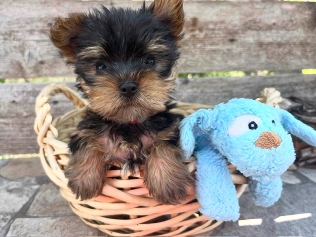 Freddy – Yorkie