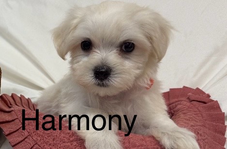 Harmony- Maltese